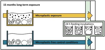 Reef-Building Corals Do Not Develop Adaptive Mechanisms to Better Cope With Microplastics